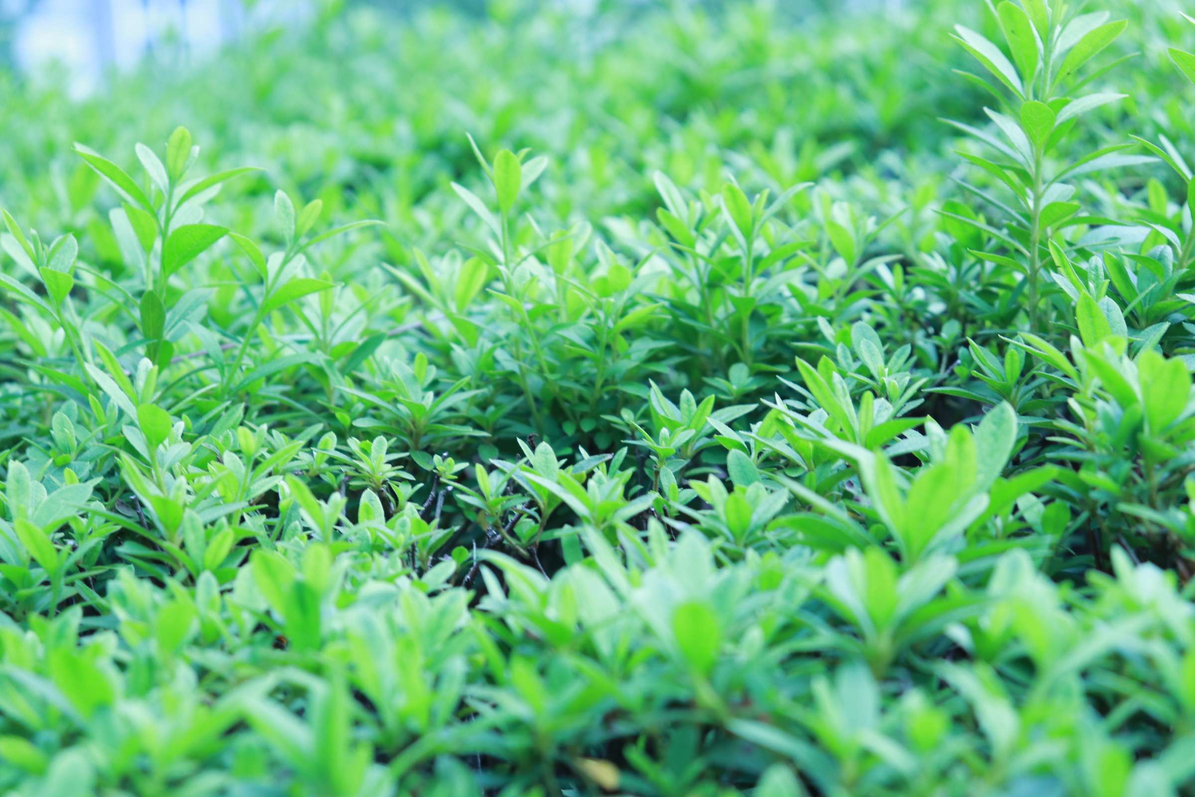 夕瑶草植物图片