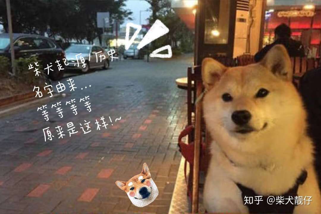 柴犬的起源 历史 定义 由来 柴犬以外的日本狗 你学到了吗 知乎