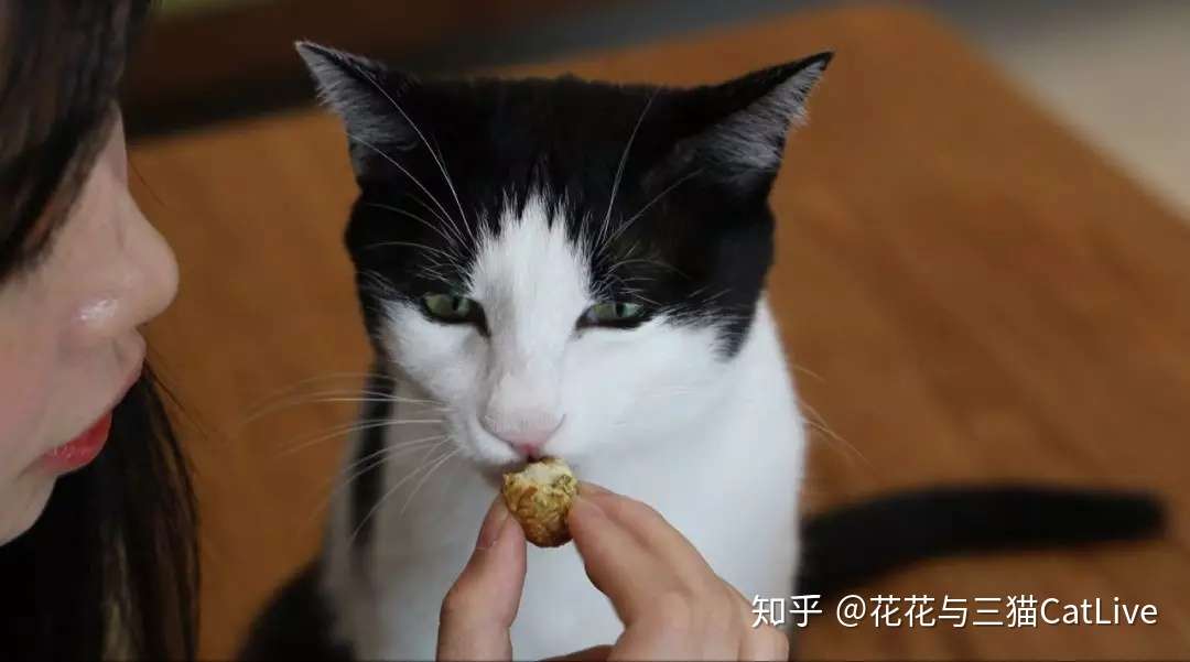 猫咪吃虫瘿果和吃猫薄荷 效果会有什么区别 知乎