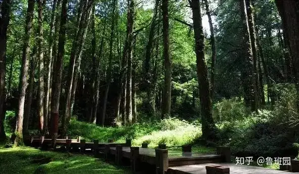 木料界的新贵--堪比红木的珍稀木材桧[guì]木- 知乎