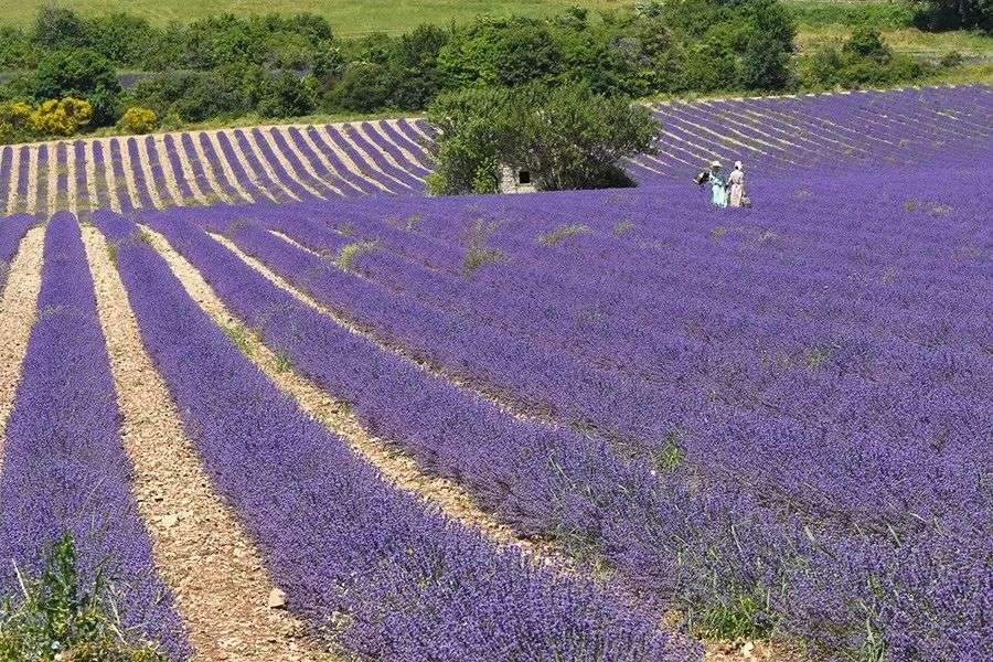 薰衣草精油真的可以助眠吗 简单来说 知乎