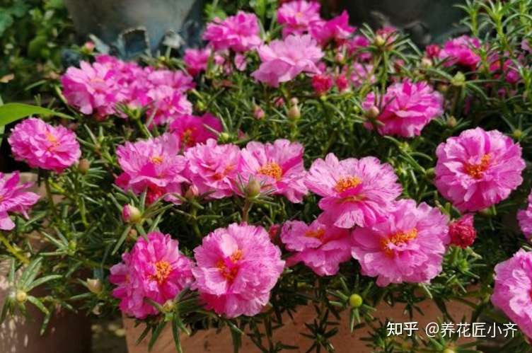 秋天逛花市 5种植物不要买 因为到了冬季养不活 知乎