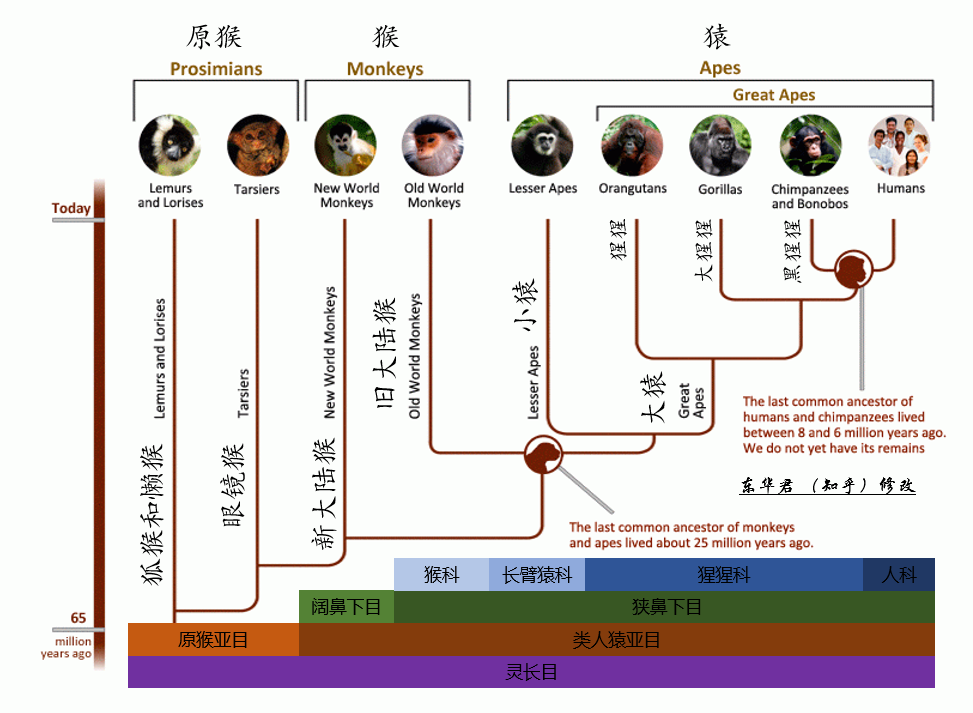 灵长类动物大盘点 你都认识谁 知乎