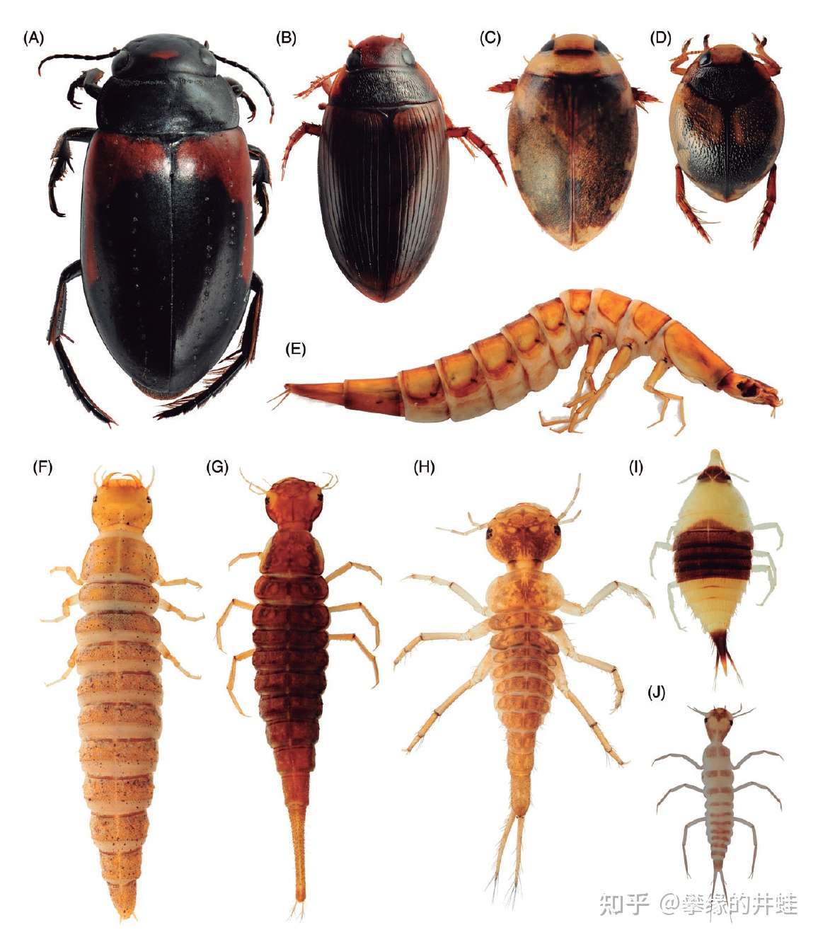 第二百七十回六足传奇12 漱石枕流 知乎