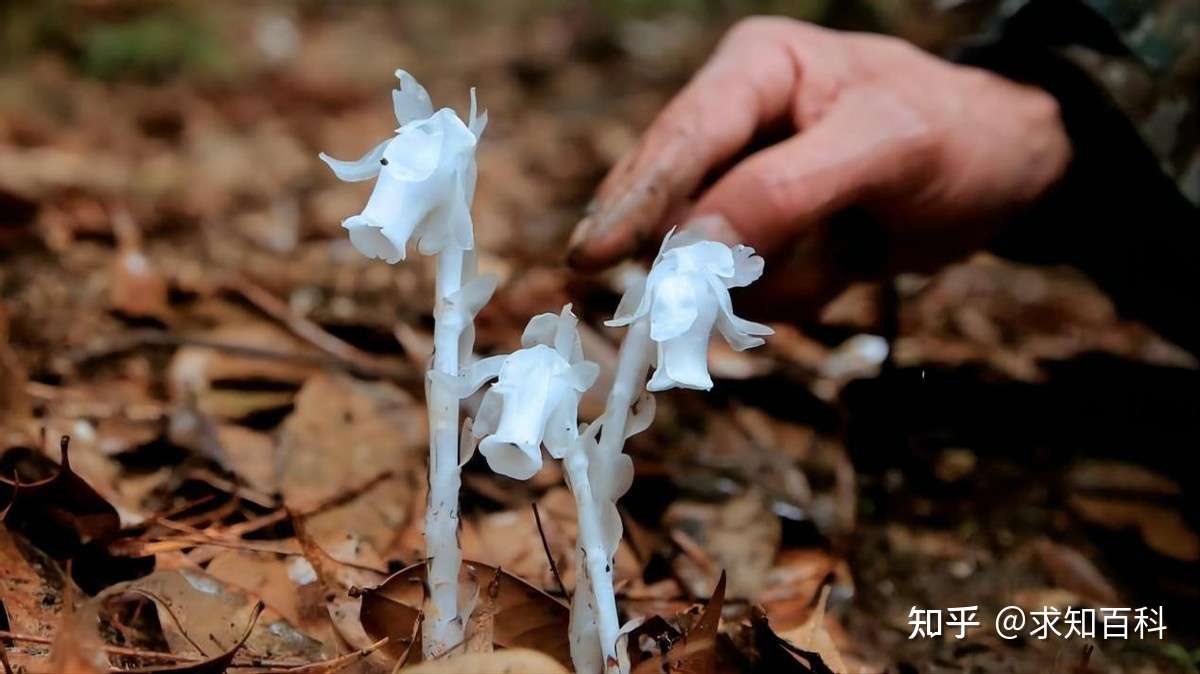 冥界之花 现身云南 名头吓人实则是近危级植物 为何非常稀少 知乎