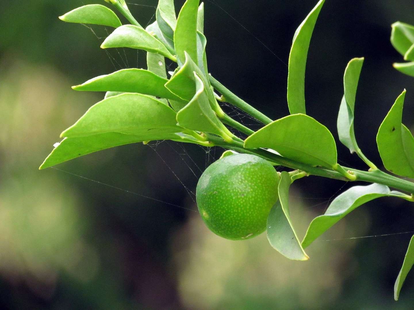 养猫家庭自查 这30种常见植物对猫有毒 知乎