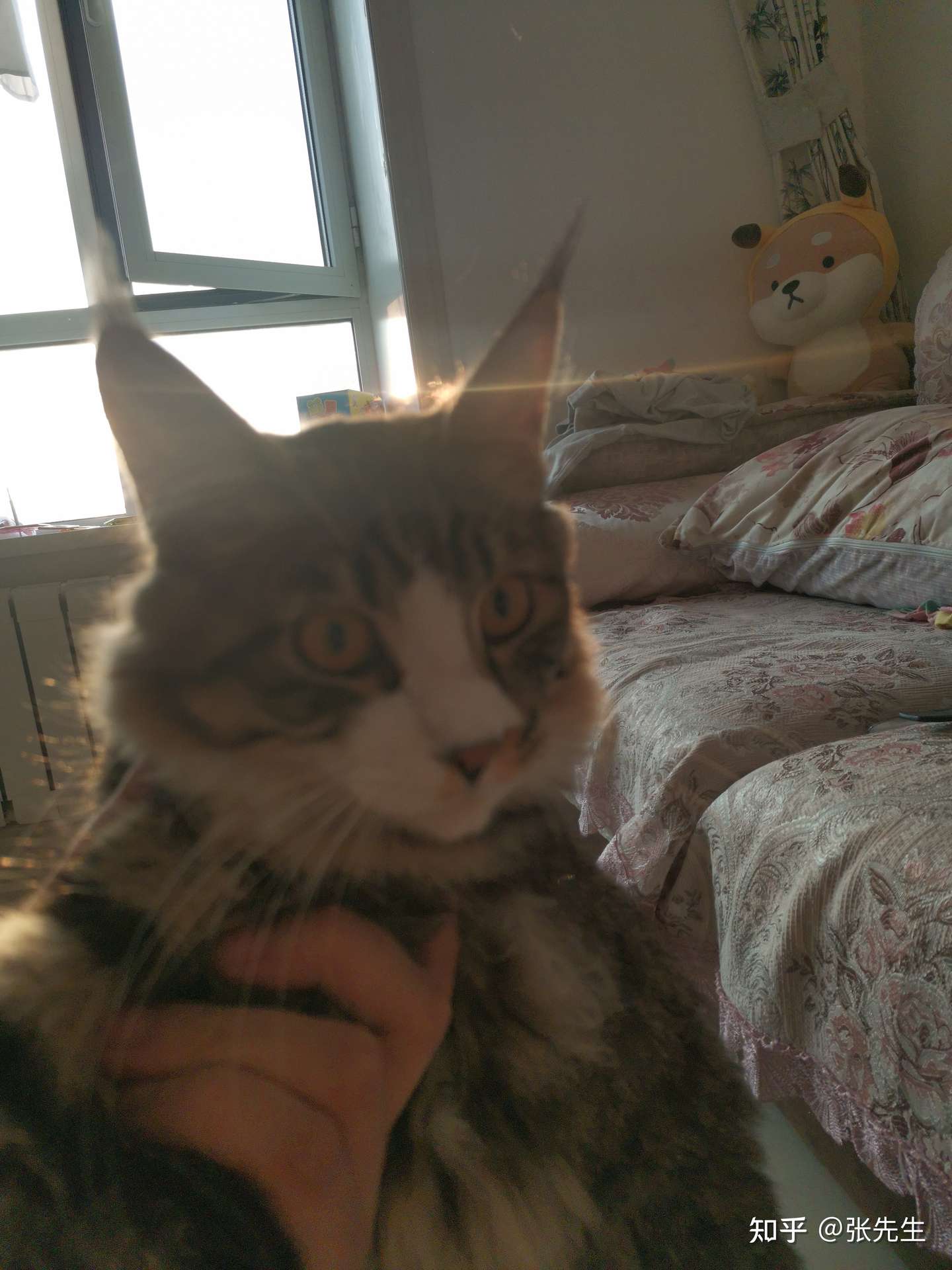 各位大神能帮忙看看这是不是缅因么买了一窝阿比赠送了个它 知乎