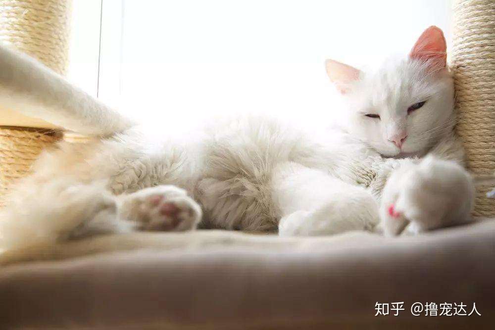 炎炎夏热 怎么给猫咪一个适宜的温度环境呢 知乎