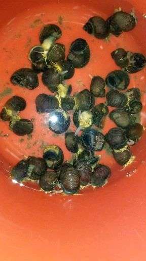 这到底是田螺还是福寿螺?