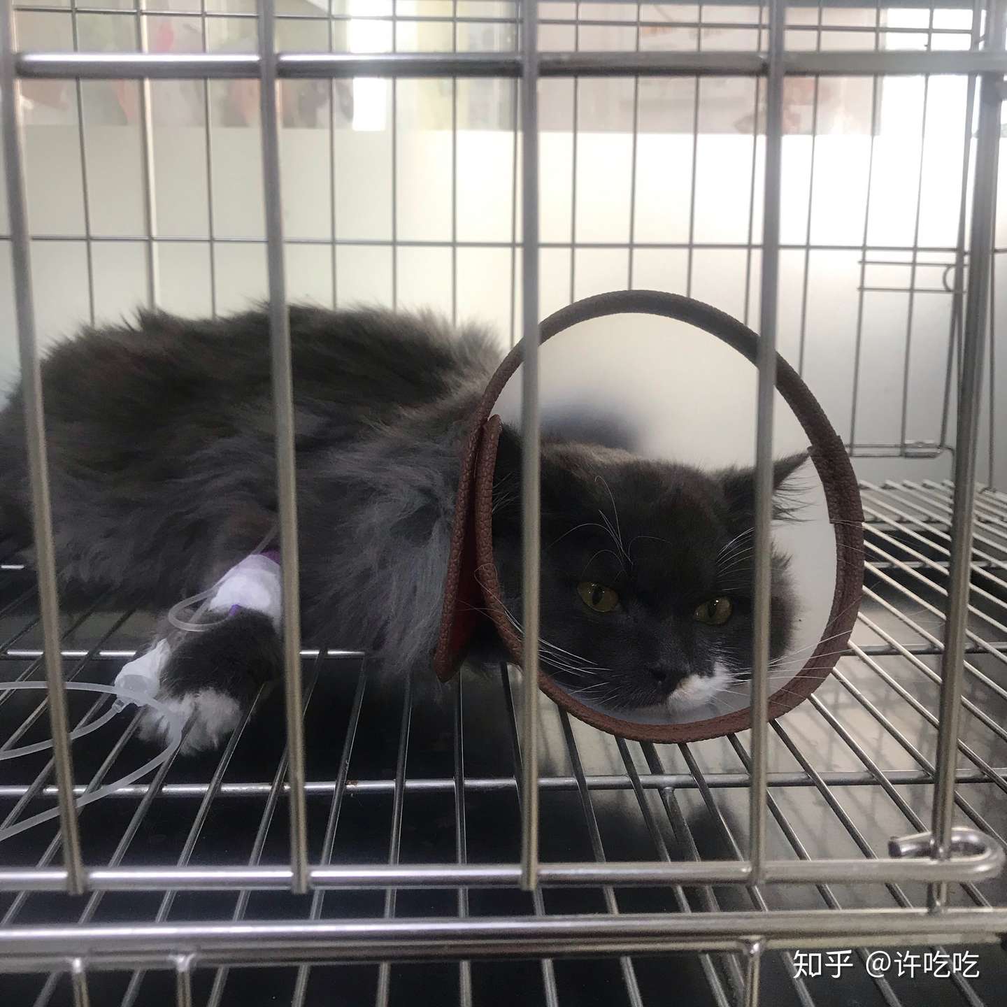 毛毛的猫瘟抗战日记20.2.22 - 知乎