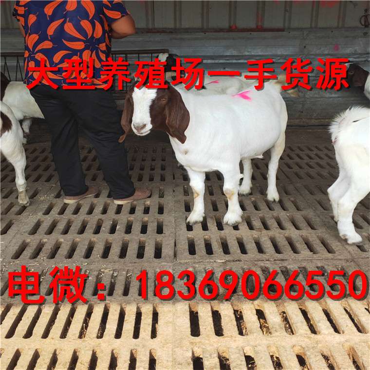 波尔山羊价格行情今日羊价格表 知乎