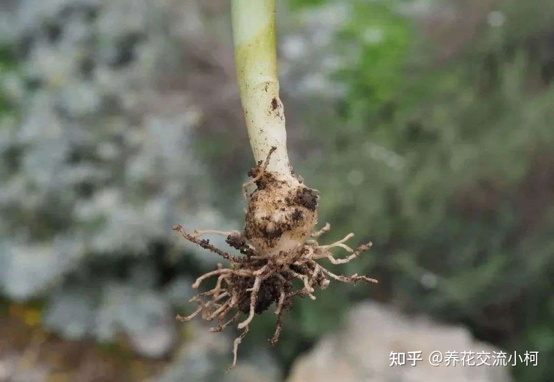 很小众的绿松石立金花 花朵如一串串绿色宝石 好养好看又不贵 知乎