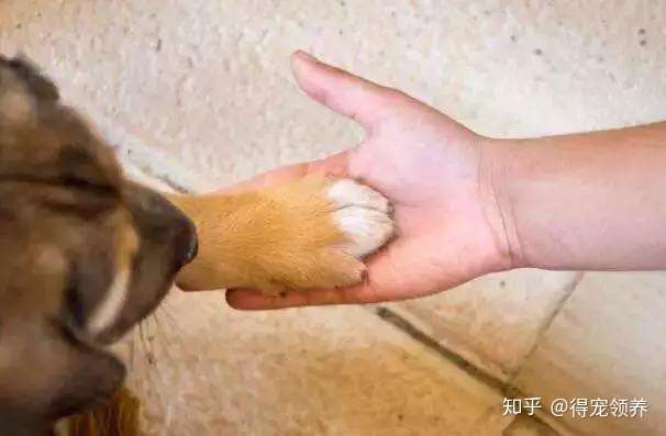 宠物训练 如何训练 站立 和 握手 知乎
