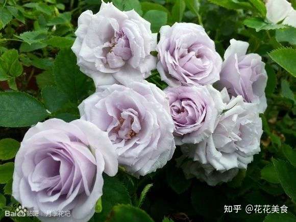 月季品种推荐 蓝紫色系月季 知乎