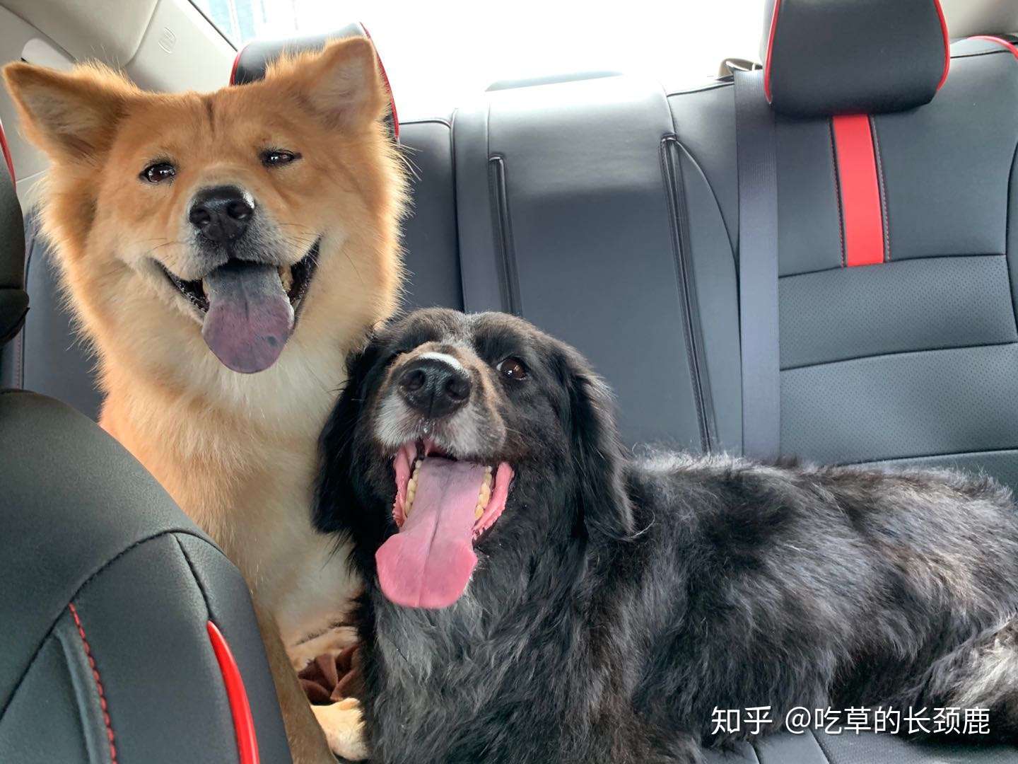 成年犬巨食道症 犬甲状腺机能减退 知乎