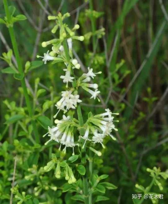 什么 您也叫丁茜 我说的却是国家级珍稀濒危物种 知乎