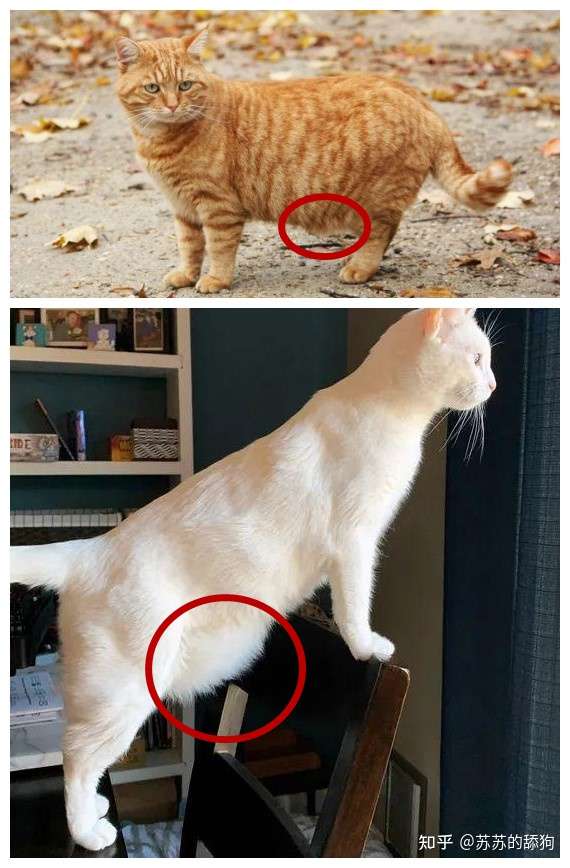 如果你家猫咪很胖,可能是肉肉太多导致原始袋很明显,但是不胖的猫滗