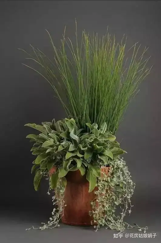 再普通的花草 组合在一起都觉得好看 学会组合盆栽 分4步走 知乎