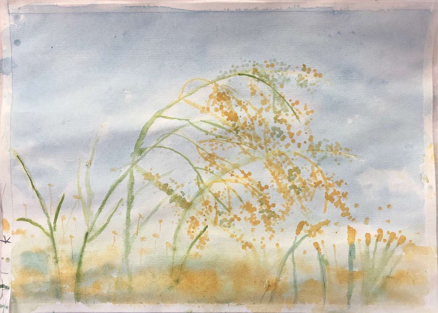学生水彩作品 天空下的稻穗画法解读 知乎