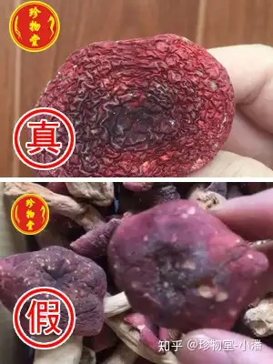 怎么识别真假红菇图片图片