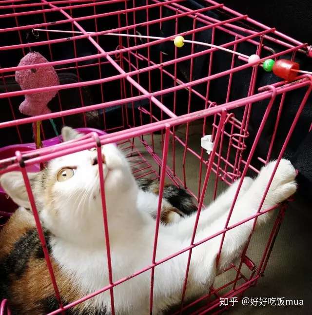 有一只猫 知我喜忧 伴我余生 知乎