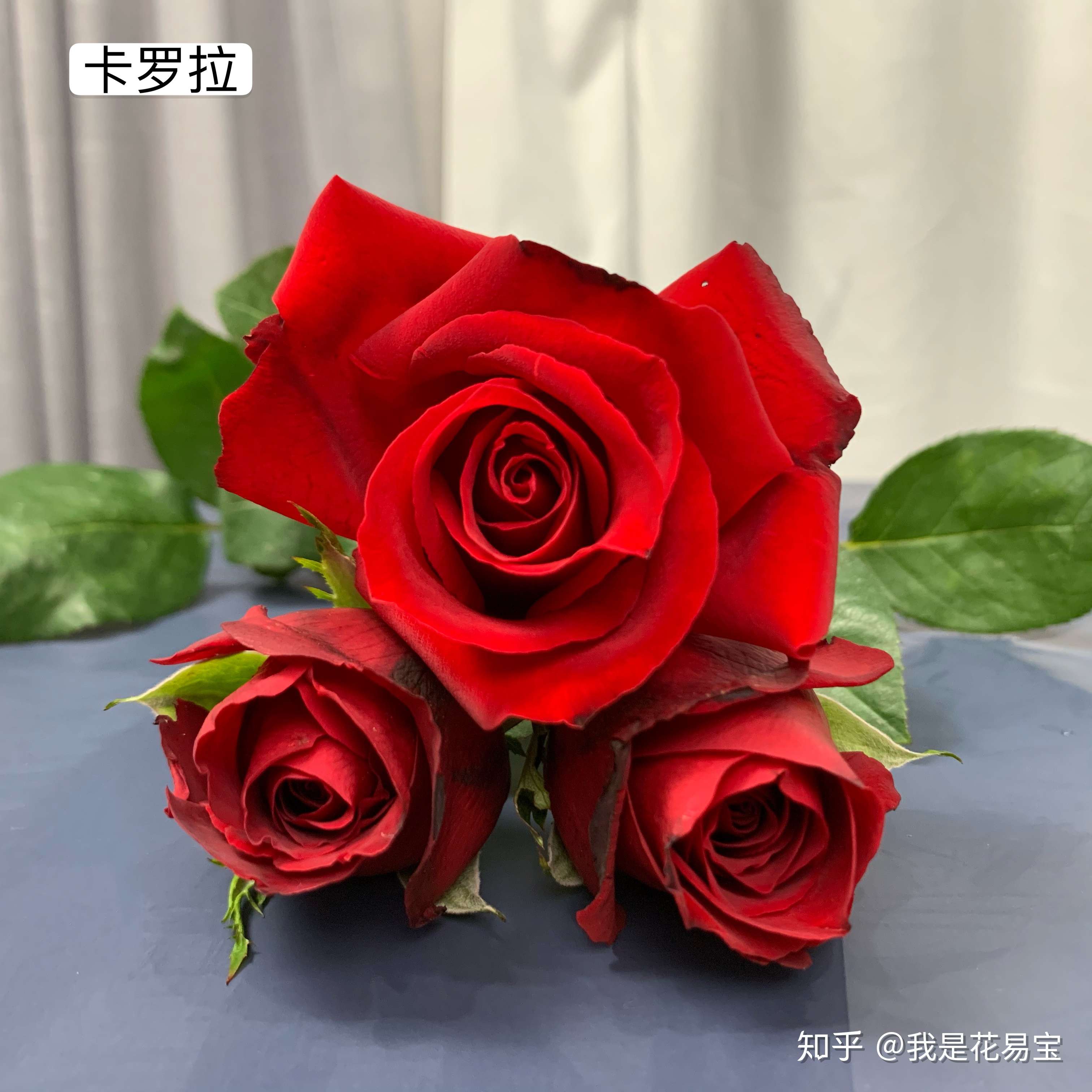 如何区分红玫瑰卡罗拉黑魔术法兰西自由