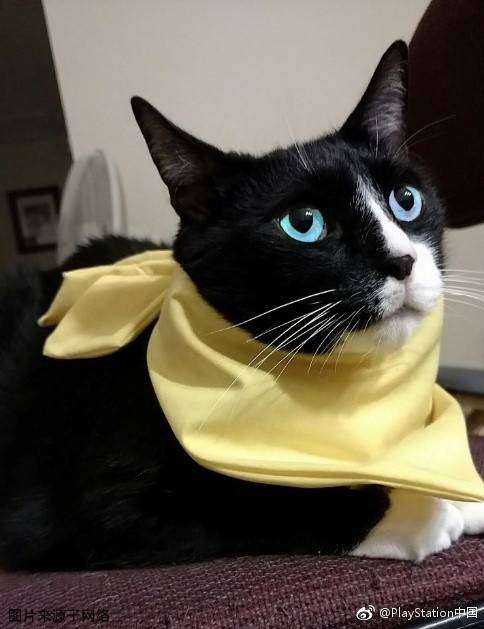 或者有没有人养了一只酷似mona的猫?