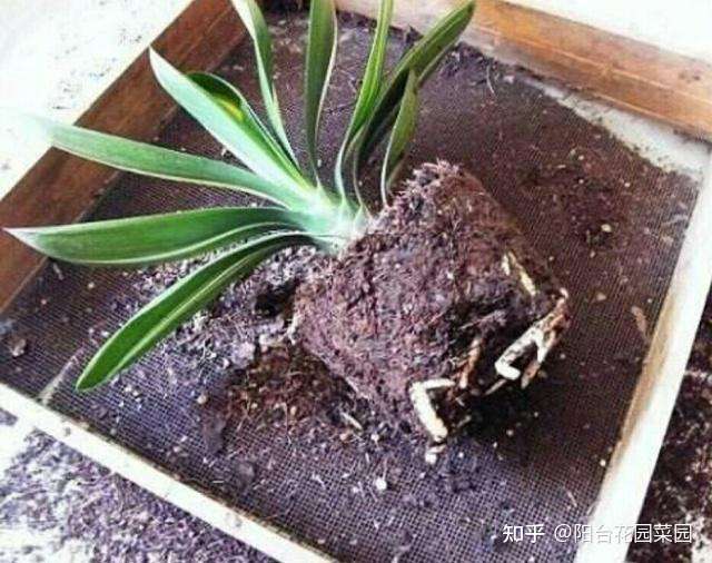 5种情况下 春天一定要换盆 不换不长个 白耽误一年花 知乎