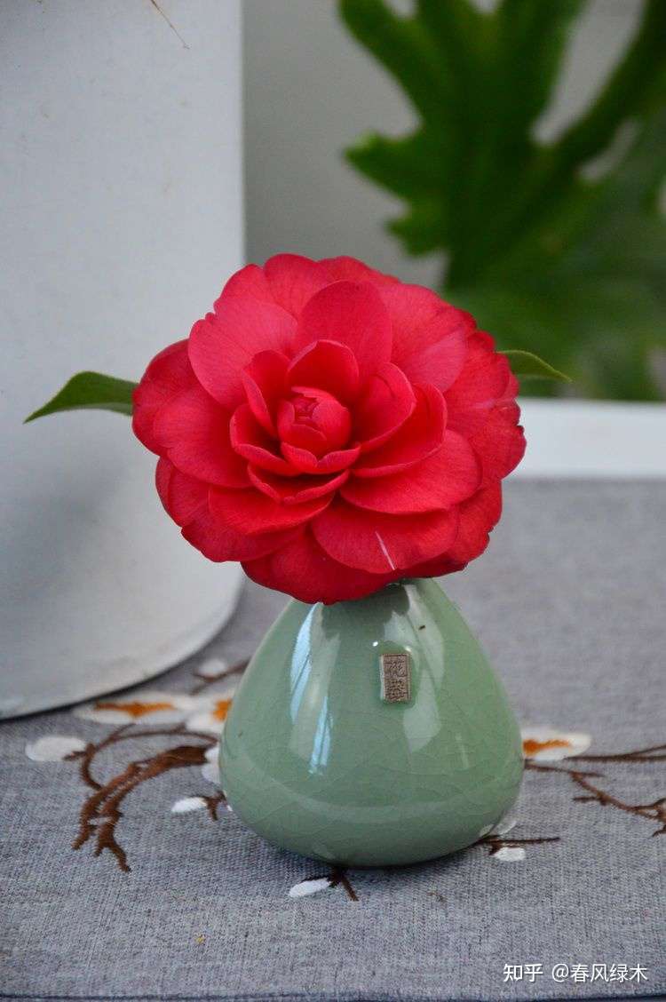 茶花 赤丹 知乎