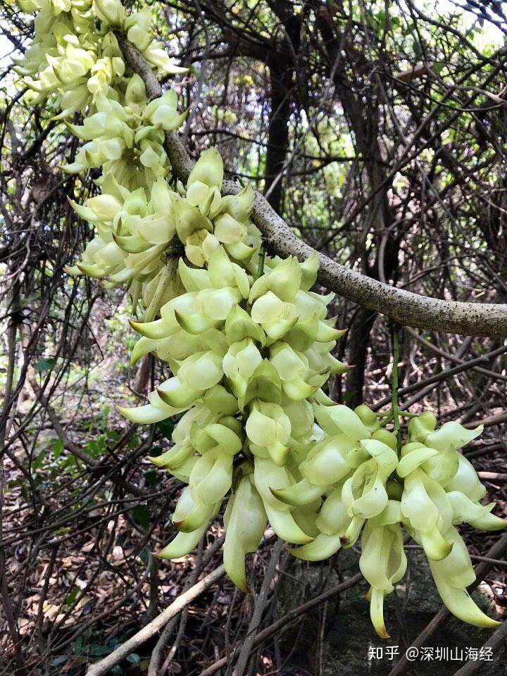 地毯式扫盲 深圳街头常见植物图鉴 上集 知乎