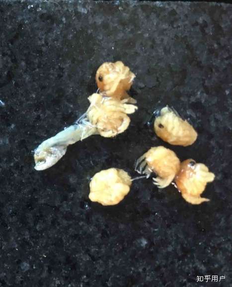 平时我们吃的虾皮里面经常会有类似西瓜虫一样的东西,是什么?