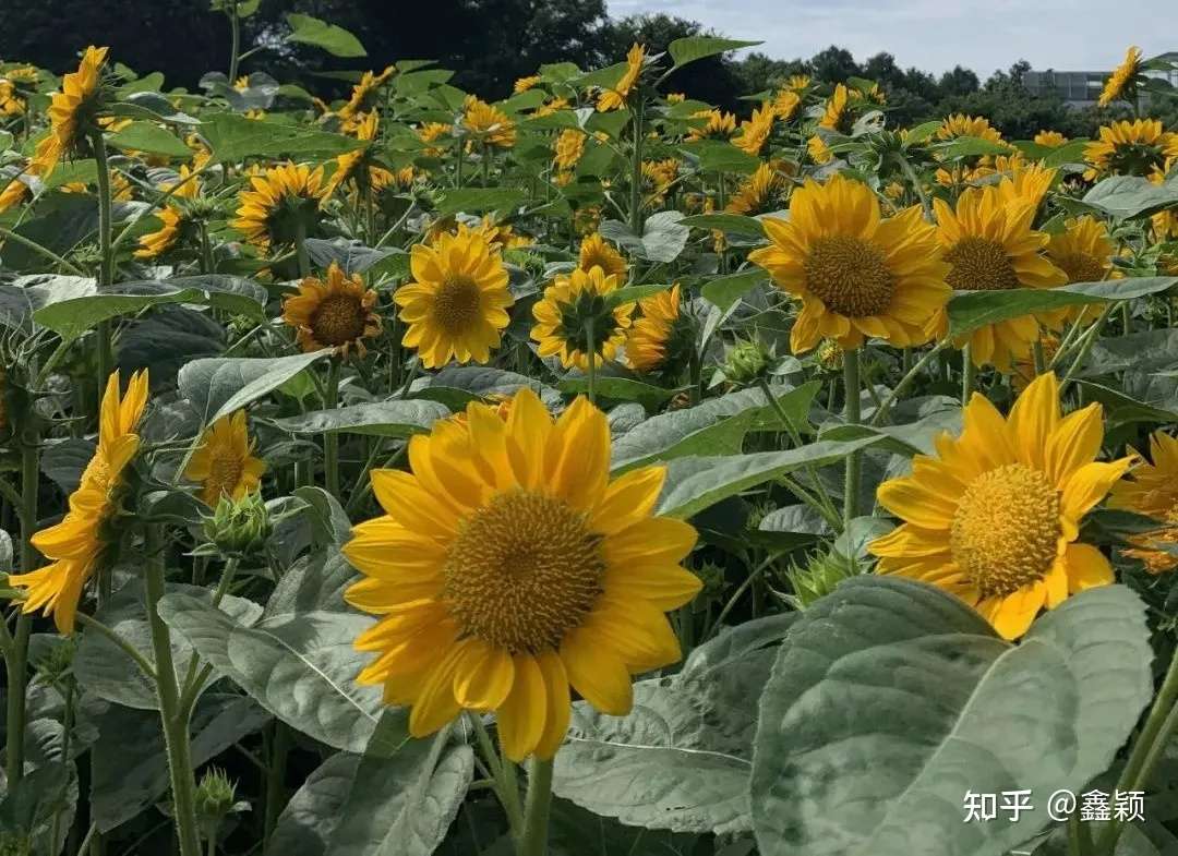 南园滨江绿地 来看那片向日葵花海 知乎