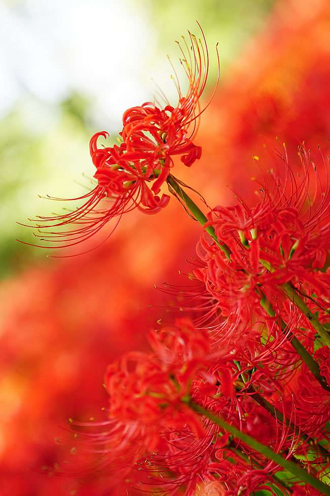 彼岸花与曼珠沙华 花叶永不相见的悲情究竟是什么 知乎