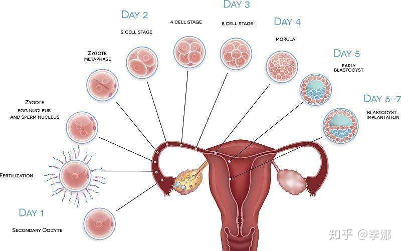 为什么来月经子宫疼 来月经子宫疼的原因有哪些 知乎