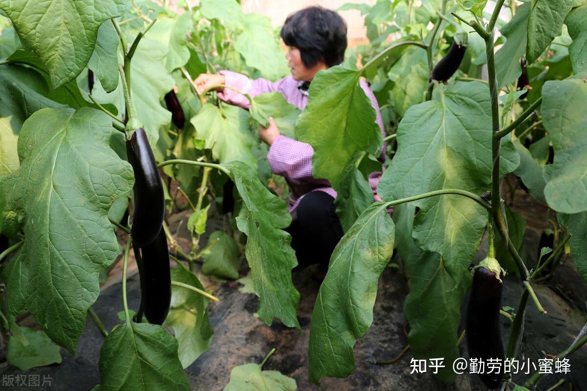 我国茄子产业发展前景分析 从昆仑紫瓜到家常菜的千年变化 知乎