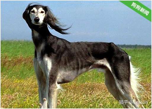 狗狗中的一百零八 好汉 排名不分先后 知乎