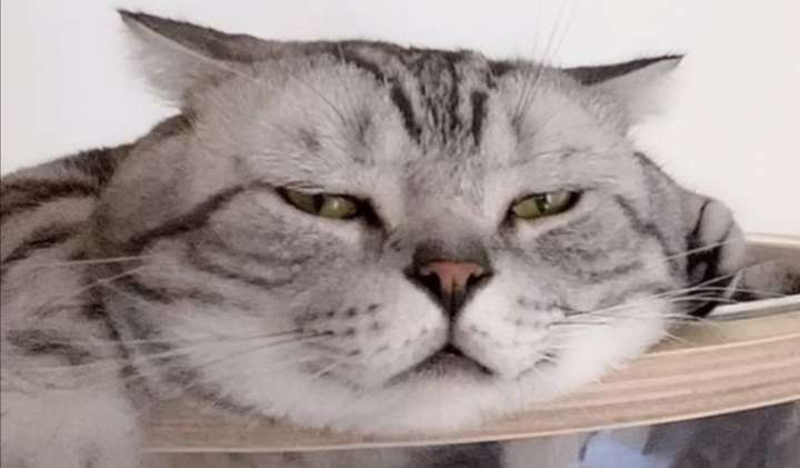 想看看丑丑的小猫咪,有哪些丑萌丑萌的猫猫图看嘛?