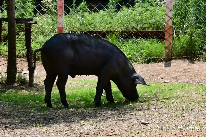 哪里有黑猪肉批发市场？