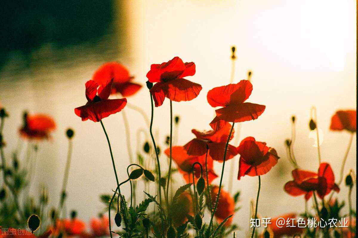 两种名叫美人的花 不仅好看 都是来历也是非同寻常 知乎