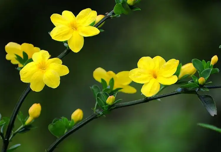 春天开黄色花的灌木或小乔木 知乎