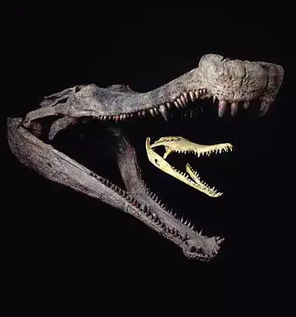 鳄鱼的起源与演化(图1)
