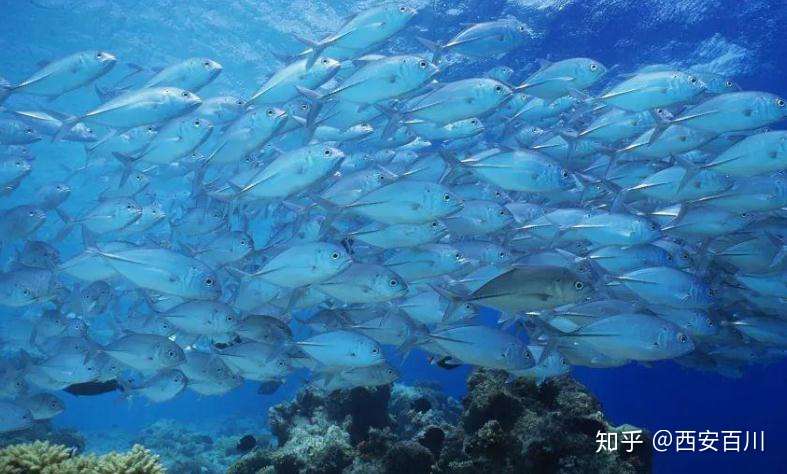 鱼鳞胶原蛋白肽的功效与作用 知乎