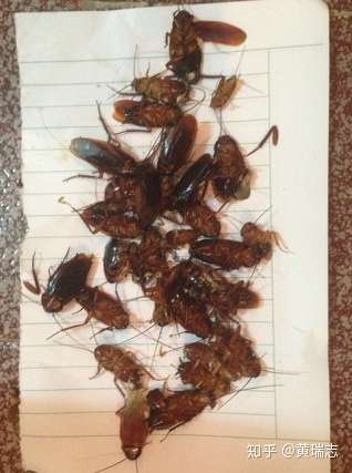 拜耳蟑螂药好用吗说说我的经验