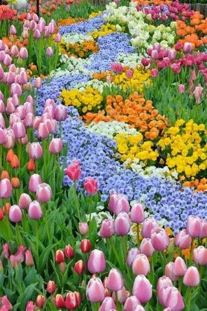 球根花卉种植搭配攻略 知乎