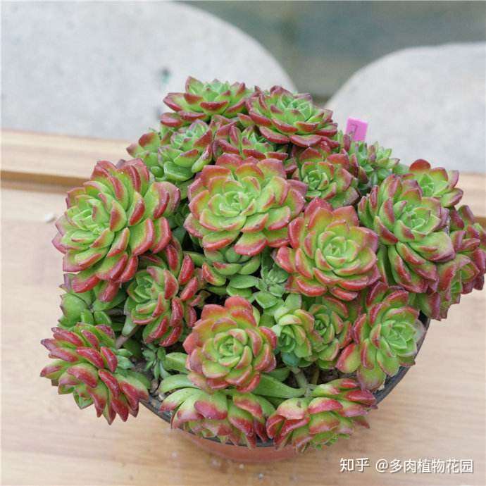 网上购买的多肉蒂亚是伪群 应该怎么处理 知乎