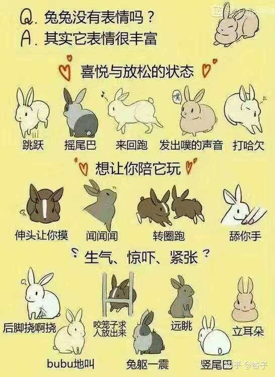 兔子的26种肢体语言图片
