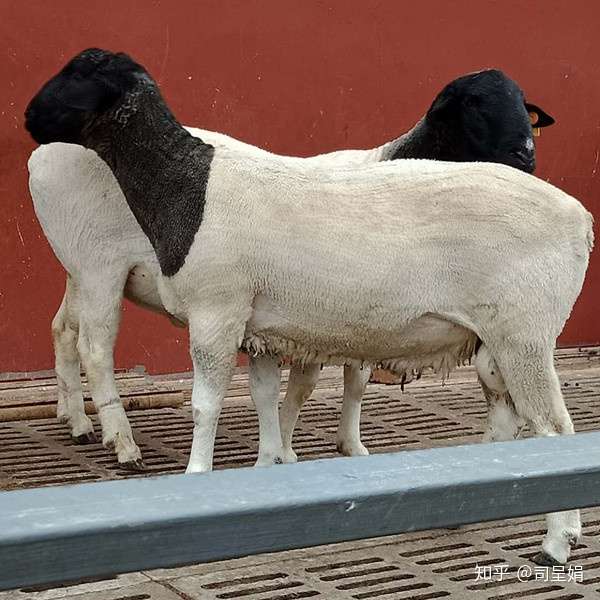 杜尔伯特羊图片