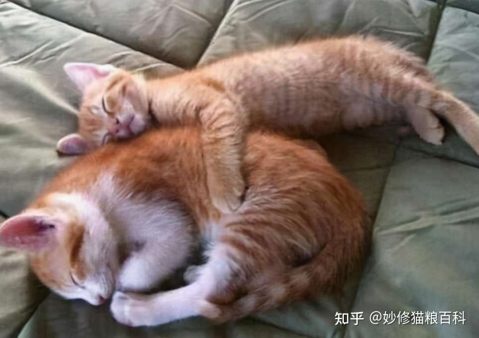 这些养猫行为 让猫咪痛苦万分 网友 养人都没这么做作 母猫 布偶 宠物 猫奴 动物 网易订阅