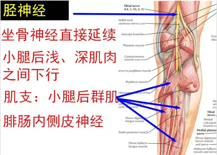 腰骶关节的上下缘,腰骶关节劳损插图30 腰骶关节的上下缘,腰骶关节劳损插图30