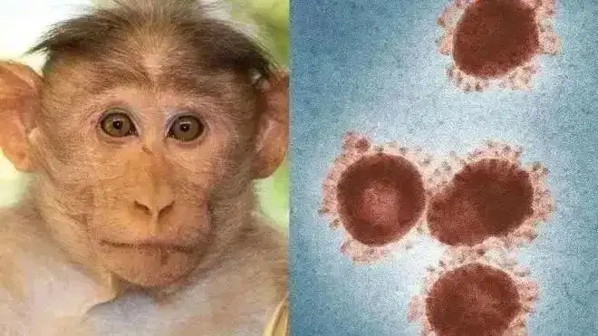 全程干货（中国大陆“首例”猴痘病例被发现，是否